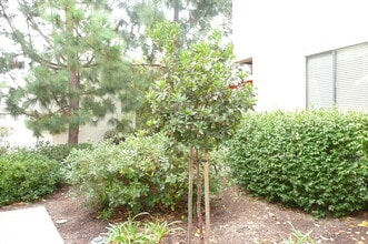 8437 Via Mallorca in San Diego, CA - Building Photo - Building Photo