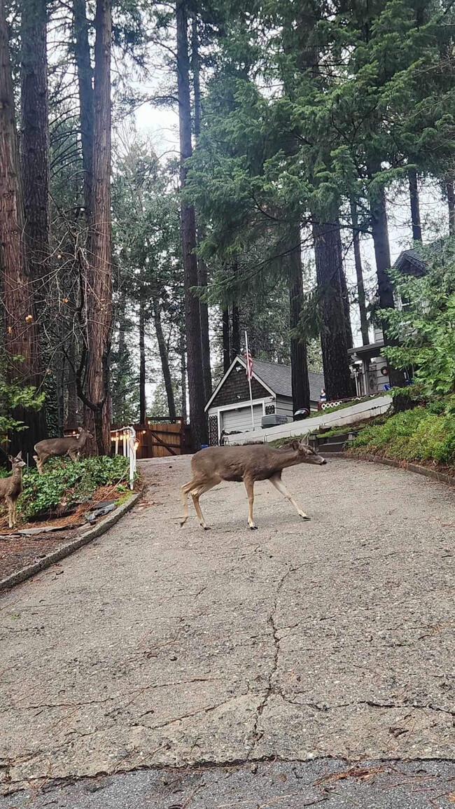 3431 Sly Park Rd in Pollock Pines, CA - Building Photo - Building Photo