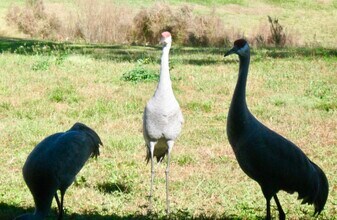 1371 Melshire Ave in Deltona, FL - Foto de edificio - Building Photo