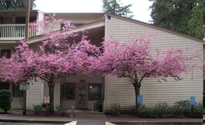 Hollyfield Village in Lake Oswego, OR - Foto de edificio - Building Photo