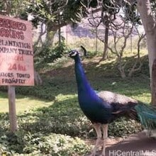 84-754-754 Ala Mahiku St in Waianae, HI - Foto de edificio - Building Photo