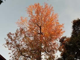 741 Elmira St in Pasadena, CA - Building Photo