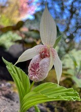 1411 NW 120th St, Unit Felida's Garden Haven in Vancouver, WA - Foto de edificio - Building Photo