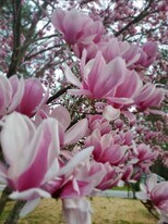 2116 Trailwood Rd in Decatur, GA - Building Photo