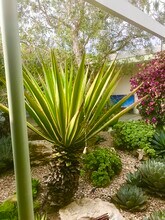 345 Amalfi Dr, Unit Studio in Santa Monica, CA - Building Photo - Building Photo