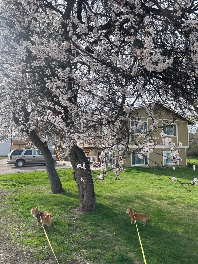 property at 1313 Schilling St