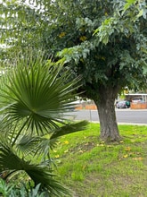 426 Cowell Ave in Manteca, CA - Foto de edificio - Building Photo