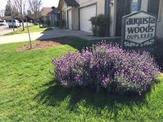 Augusta Woods Fregosi in Sacramento, CA - Building Photo - Building Photo