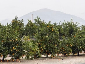 1720 San Bernardino Ave in Mentone, CA - Building Photo - Building Photo