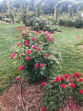 1144 Boulevard in West Hartford, CT - Building Photo - Building Photo