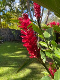 16 Hoohale St in Kihei, HI - Foto de edificio - Building Photo