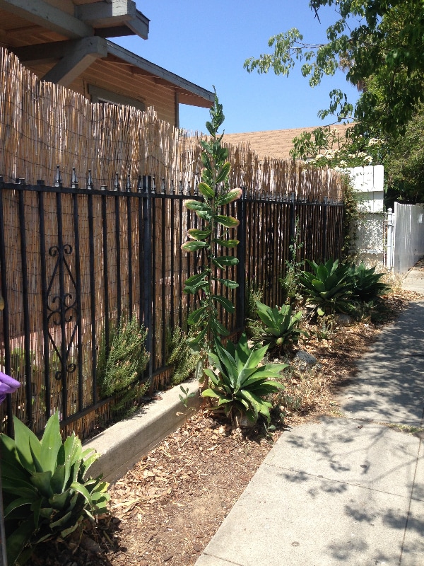 1804 Bellevue Ave in Los Angeles, CA - Foto de edificio - Building Photo