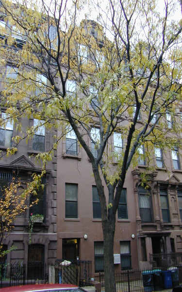 Everett D. Jennings in Brooklyn, NY - Foto de edificio - Building Photo