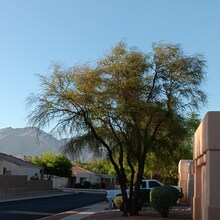 2742 N Ave Valiente in Tucson, AZ - Building Photo - Building Photo