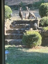 4011 Spring Mountain Rd in St Helena, CA - Building Photo - Building Photo