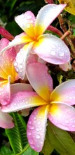 15-2745-2745 Kahala St in Pahoa, HI - Building Photo - Building Photo