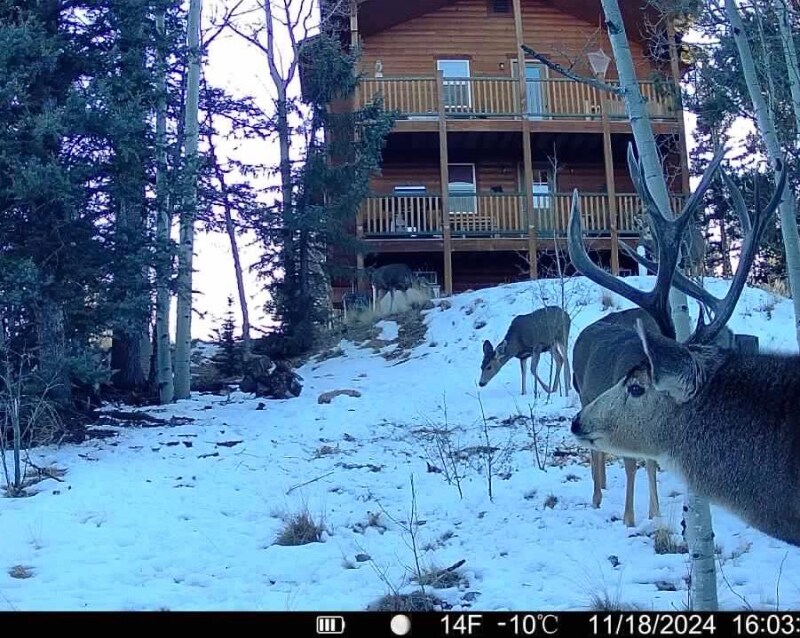 609 Buffalo Ridge Rd in Jefferson, CO - Building Photo