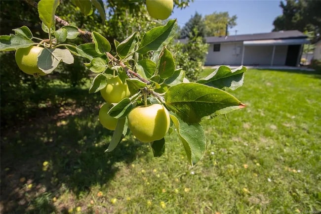 7351 Decatur St in Westminster, CO - Building Photo - Building Photo