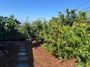 854 Viewridge Dr in San Mateo, CA - Building Photo - Building Photo