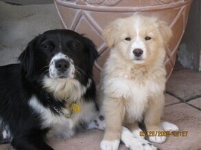 1036 Felspar St in San Diego, CA - Building Photo - Building Photo