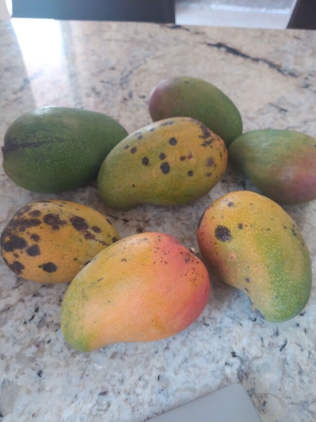 4015 Banyan Trails Dr in Coconut Creek, FL - Foto de edificio - Building Photo