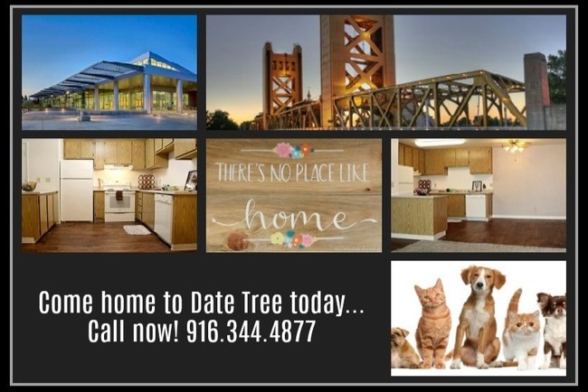 Date Tree Apartments in Sacramento, CA - Building Photo - Building Photo