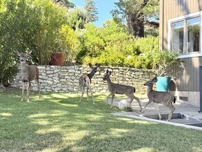 201 Cleveland Ct in Mill Valley, CA - Building Photo - Building Photo