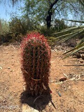 12323 E Appaloosa Pl in Scottsdale, AZ - Building Photo - Building Photo