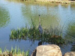 1634 E Canyon Creek Dr in Gilbert, AZ - Building Photo - Building Photo