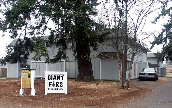 Giant Firs