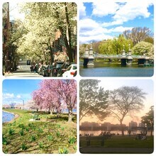 40 Revere St, Unit UNIT 3 in Boston, MA - Building Photo - Building Photo