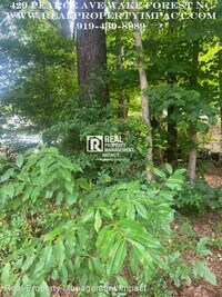 429 Pearce Ave photo'