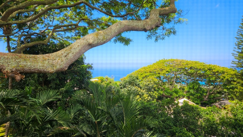 77-6466-6466 Marlin Rd in Kailua Kona, HI - Foto de edificio