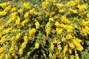 35109 CA-79 in Warner Springs, CA - Building Photo