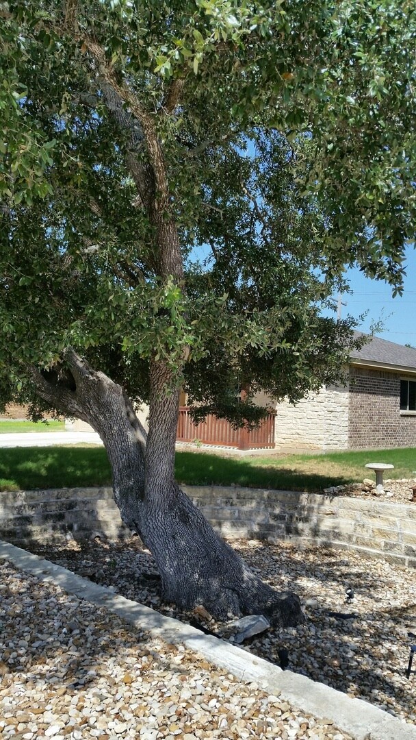 707 Algerita Dr in Georgetown, TX - Building Photo - Building Photo