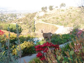 1705 Cam De Villas in Burbank, CA - Building Photo - Building Photo