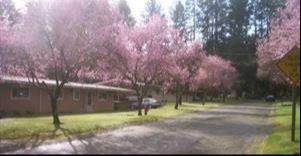 Lala Cove Apartments in Olalla, WA - Building Photo