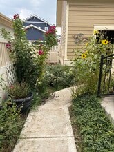 11666 Osceola St, Unit Basement apartment in Westminster, CO - Building Photo - Building Photo