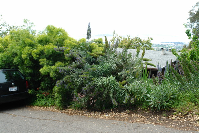 2833-2835 Buena Vista Way in Berkeley, CA - Building Photo - Building Photo