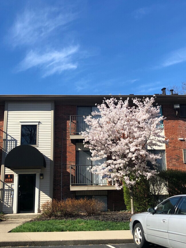 2572 Spindlehill Dr Rentals in Cincinnati, OH