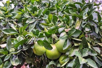 14 Stadium Way in Kentfield, CA - Building Photo - Building Photo