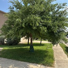 3700 Tall Cedars Rd in Cedar Park, TX - Building Photo - Building Photo