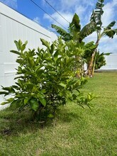 640 Auwai St in Kailua, HI - Building Photo - Building Photo