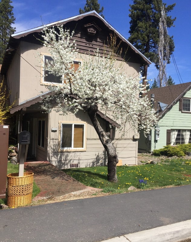 4005 Cedar Ave in South Lake Tahoe, CA - Building Photo - Building Photo