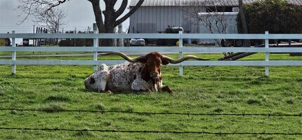 16 Brenda Ln in Round Rock, TX - Building Photo - Building Photo