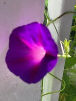 0 Whispering Woods Dr