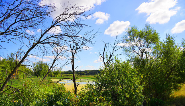 Silver Pines in Eagan, MN - Building Photo - Building Photo