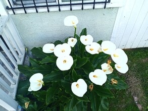 237 S Matthisen Ave in Compton, CA - Foto de edificio - Building Photo