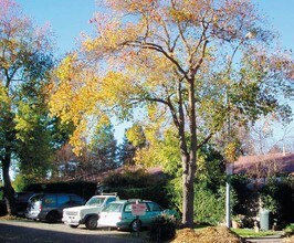 2449 Elendil Ln in Davis, CA - Building Photo - Building Photo