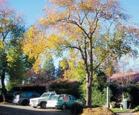 2449 Elendil Ln in Davis, CA - Foto de edificio - Building Photo